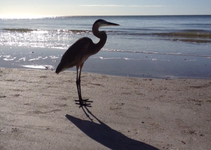 Indian Shores Condo Rental Sandcastle 1 9th Floor Beachfront