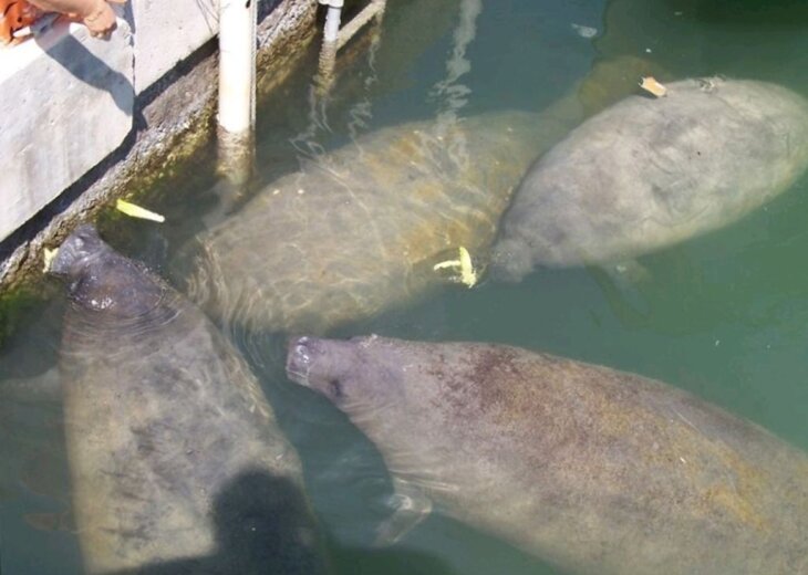 Marathon House Rental Best Marathon House