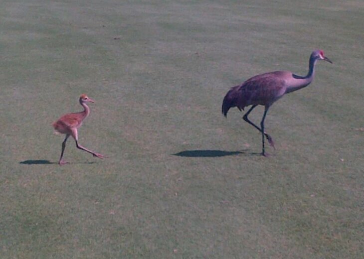 Sarasota Condo Rental Condo at Friendly Stoneybrook Golf Club in Sarasota