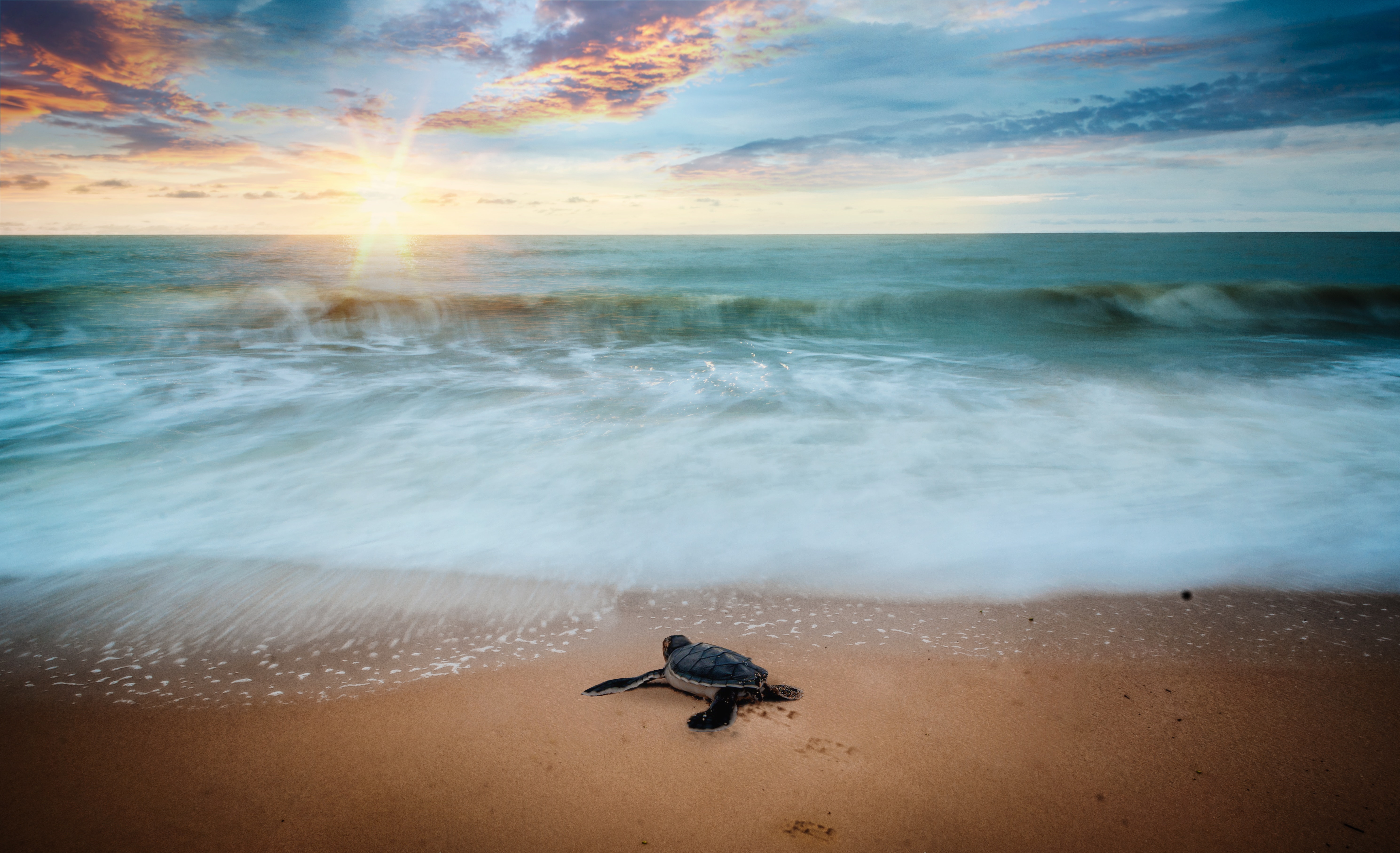 Florida S Best Sea Turtle Hatching Spots Florida Rentals Blog