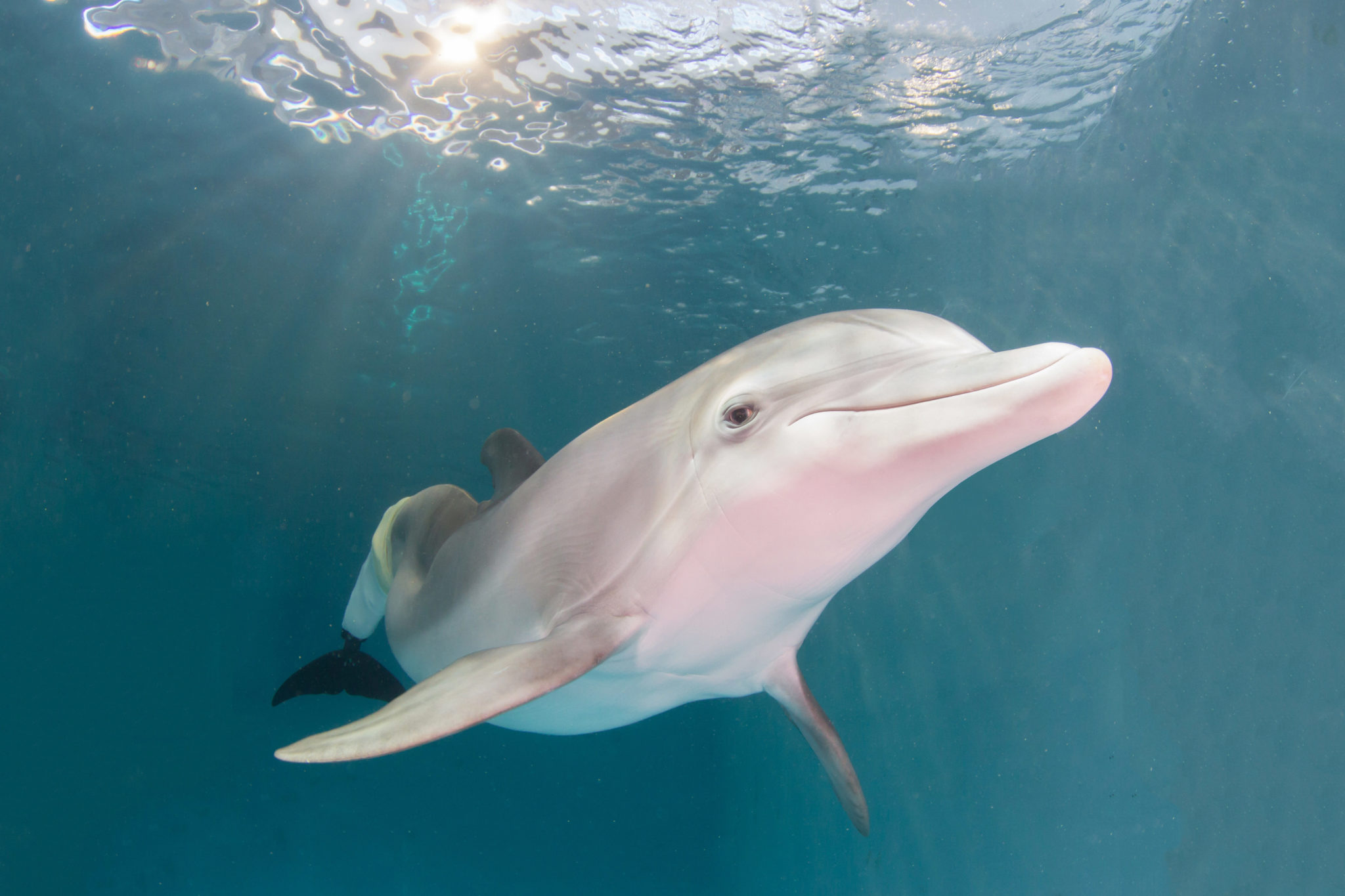 Best Places to Swim with Dolphins in Florida Florida Rentals Blog